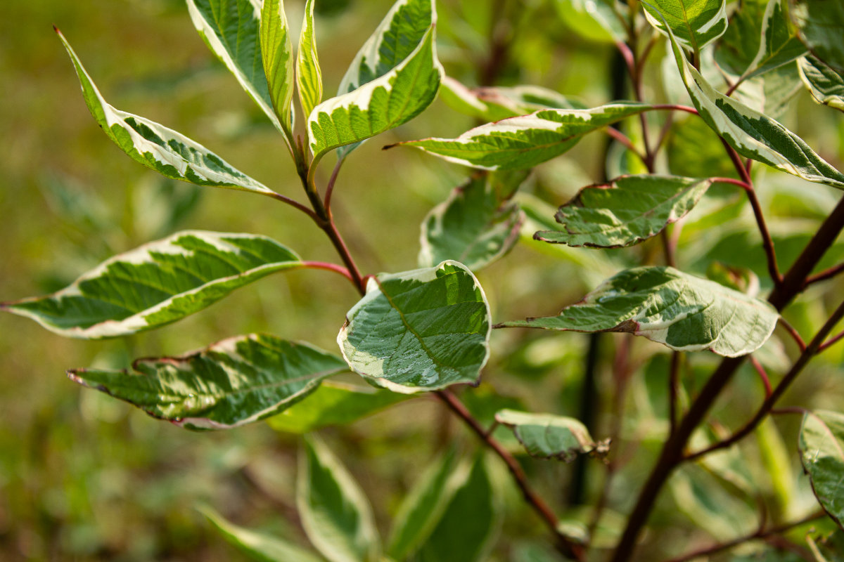 Cornus alba Elegantissima Дерен белый Элегантиссима