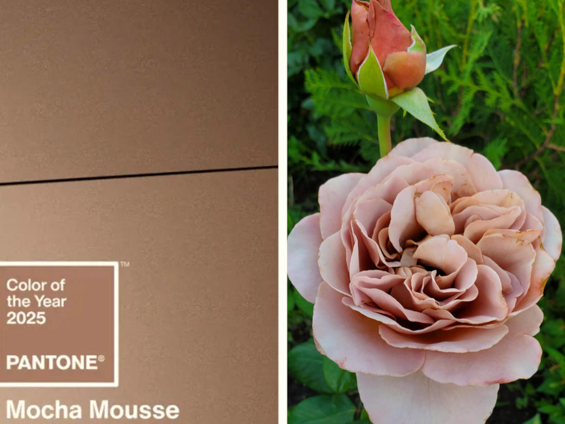 Mocca Mousse Цвет 2025 года