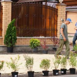 Декоративные растения готовы к посадке