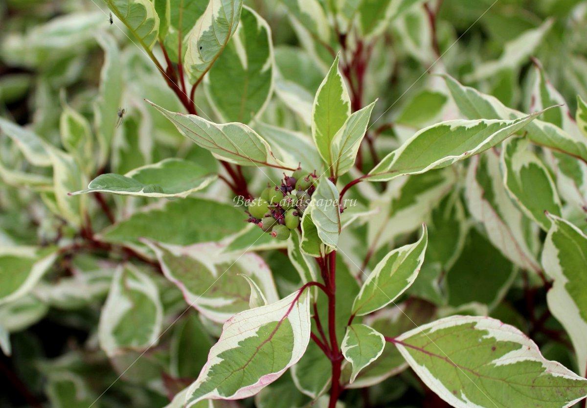 Дерен белый сорт - Элегантиссима