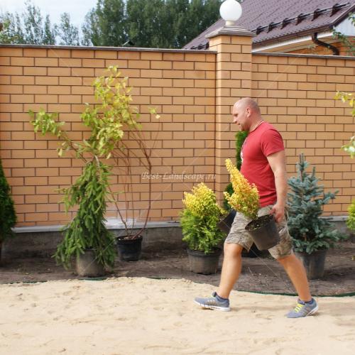 Барбарис тунберга Мария, готовится к посадке