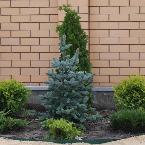 Ель голубая Маунтин Блю Picea pungens Blue Mountain