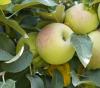 Плоды на яблоне
